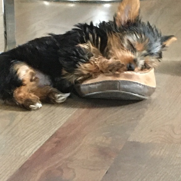 Meet your Posher, Dawn - Picture 2 of 6